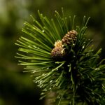 Image d'un bourgeon de pin montana