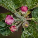 bourgeon pommier